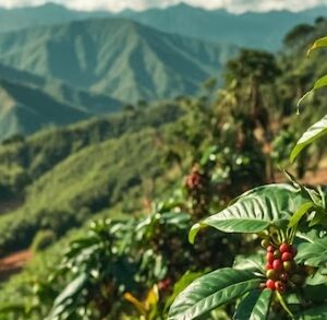 Guatemala Medium Roast