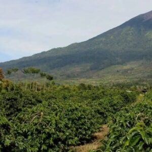 Sumatra Medium Light Roast